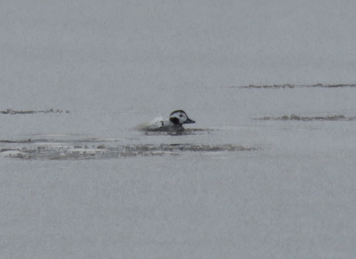 Long-tailed Duck - ML41660831