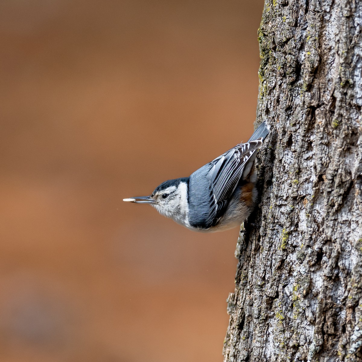 White-breasted Nuthatch (Eastern) - ML416614581
