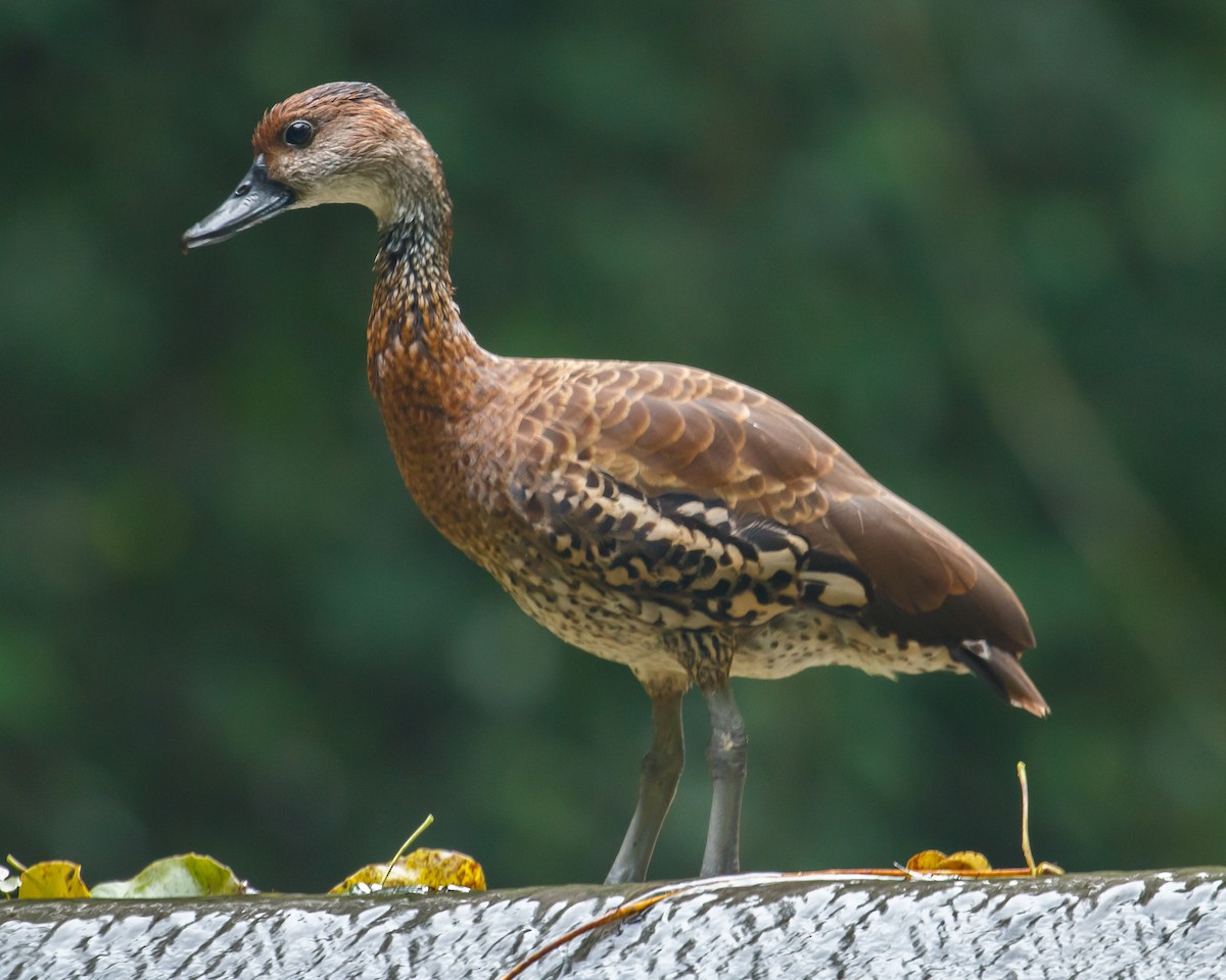 West Indian Whistling-Duck - Patrick Van Thull