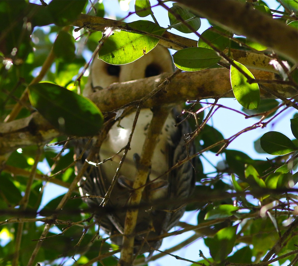 Australian Masked-Owl - Don Roberson
