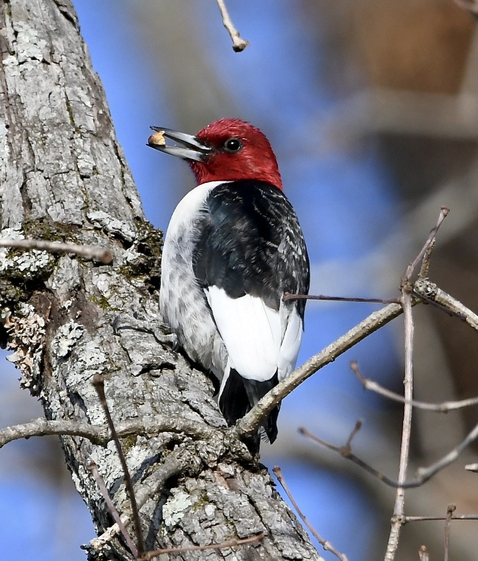 Red-headed Woodpecker - Paul Nielson