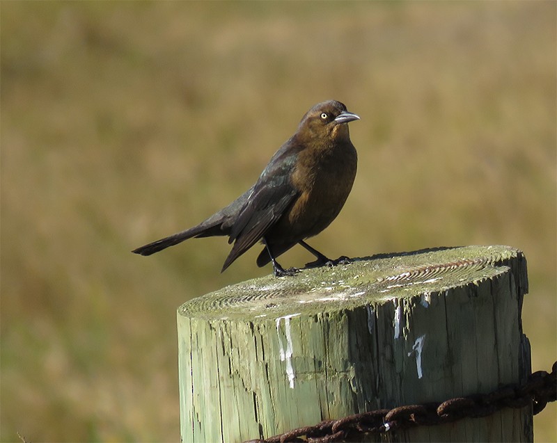 Boat-tailed Grackle - ML41661921