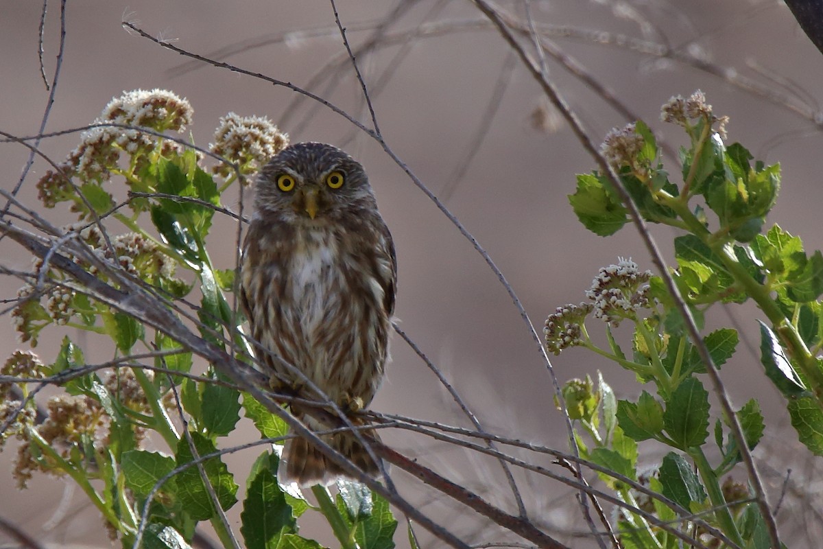 Peruvian Pygmy-Owl - ML416620021