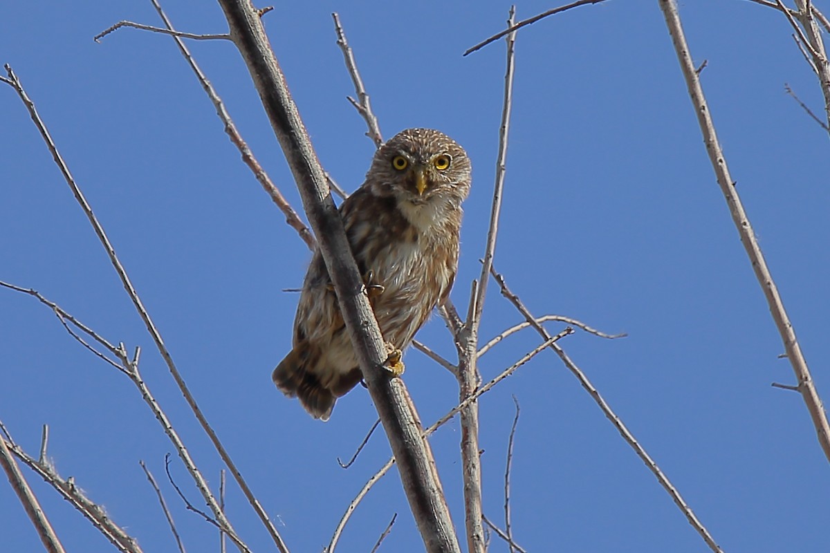 Peruvian Pygmy-Owl - ML416620041