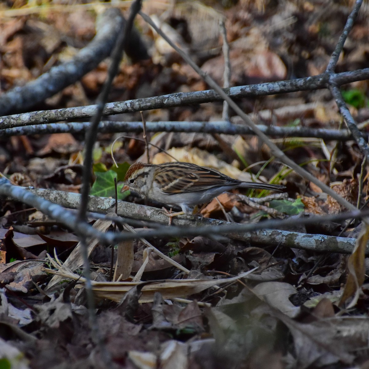 Chipping Sparrow - ML416625991