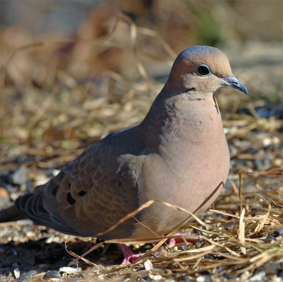 Mourning Dove - Theresa Gessing