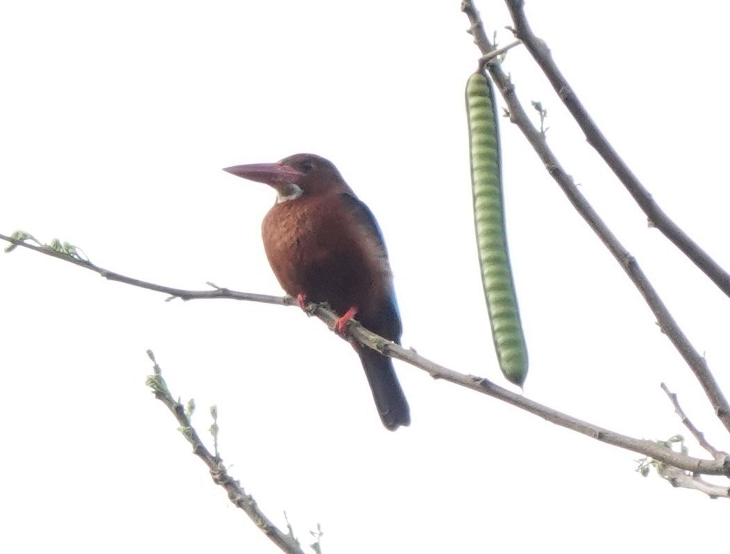 Brown-breasted Kingfisher - ML416645991