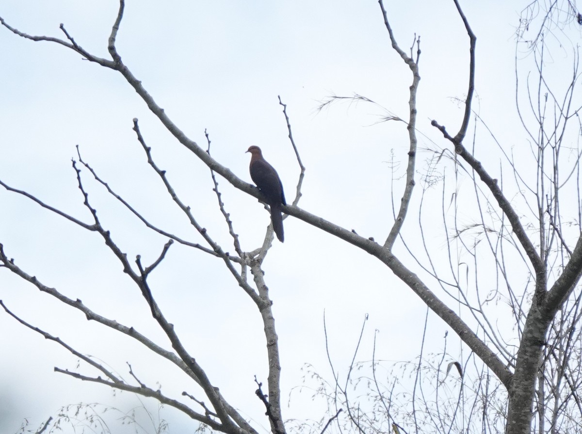 Philippine Cuckoo-Dove - ML416647161