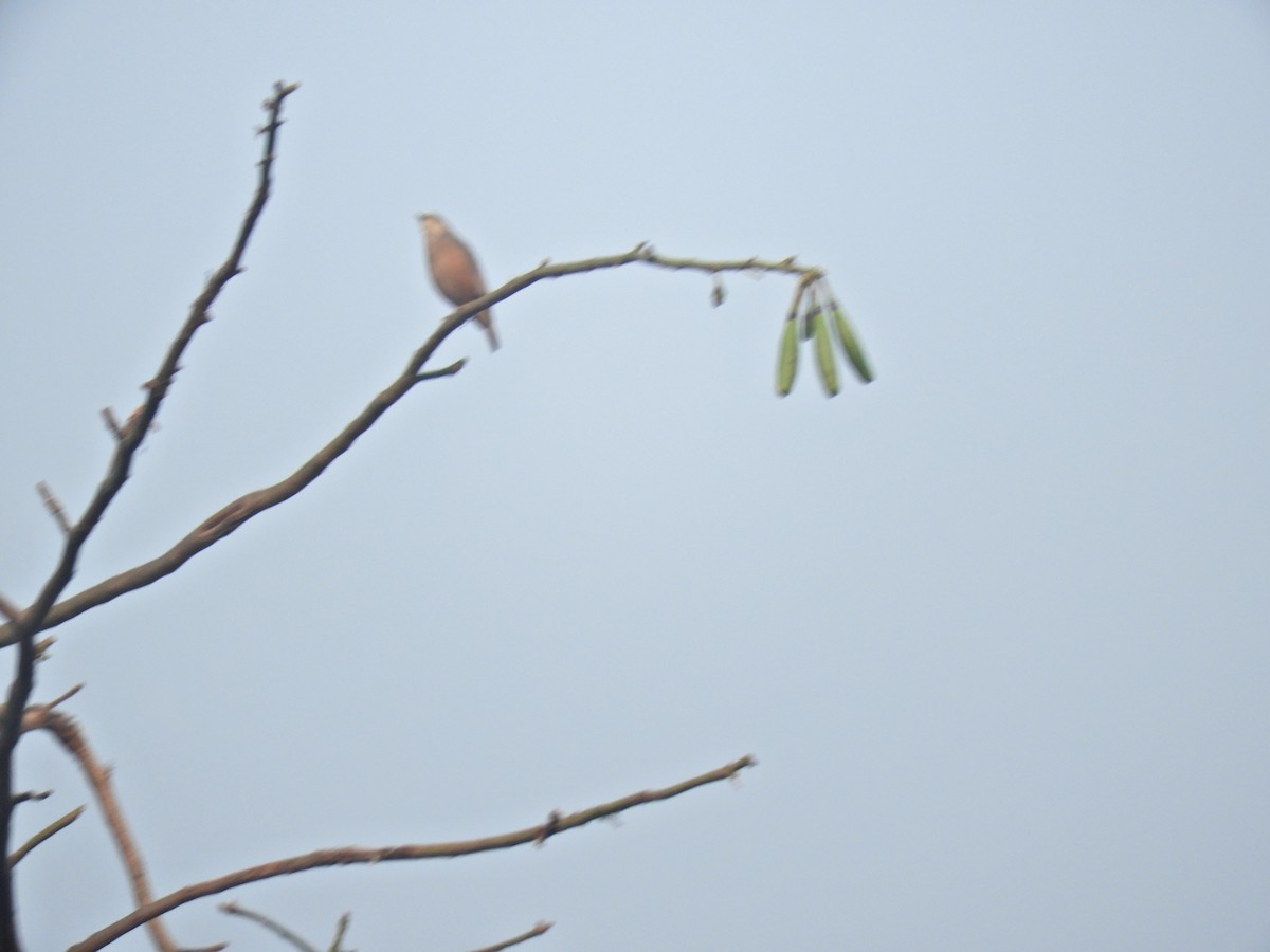 Chestnut-tailed Starling - ML416654341