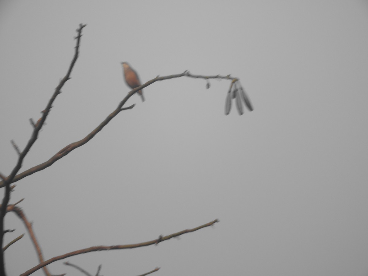 Chestnut-tailed Starling - ML416654351
