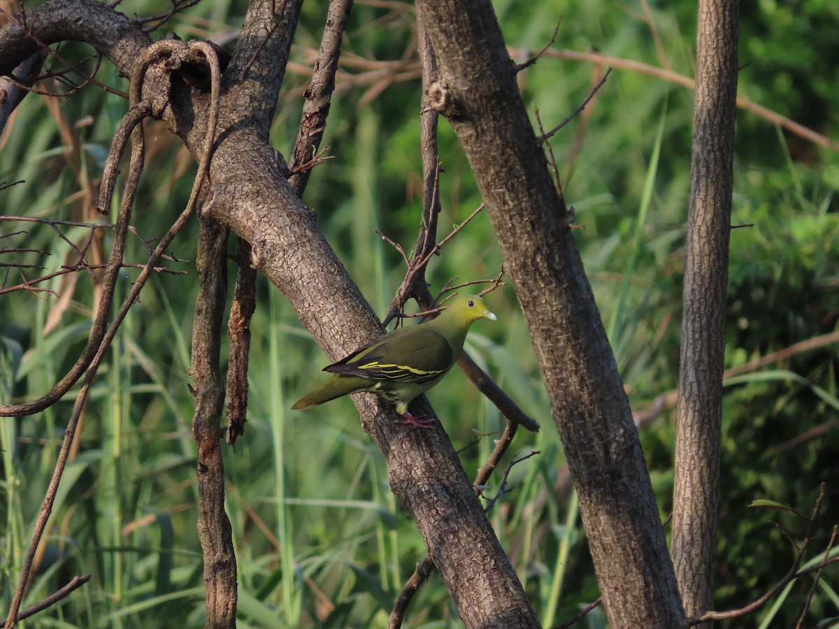 Sri Lanka Green-Pigeon - ML416655751