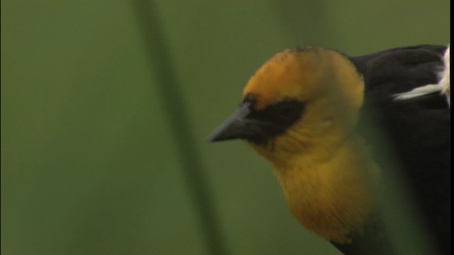Yellow-headed Blackbird - ML416657