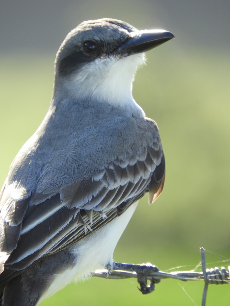 Gray Kingbird - jose salgado