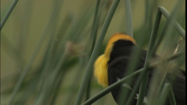 Yellow-headed Blackbird - ML416661