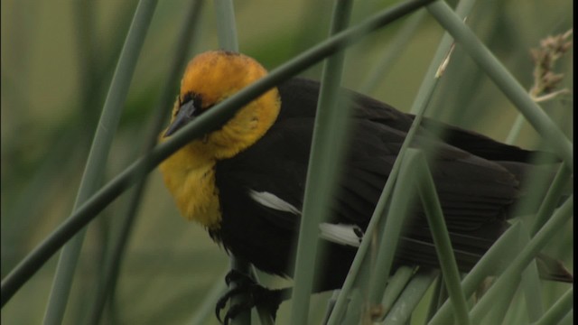 Yellow-headed Blackbird - ML416662