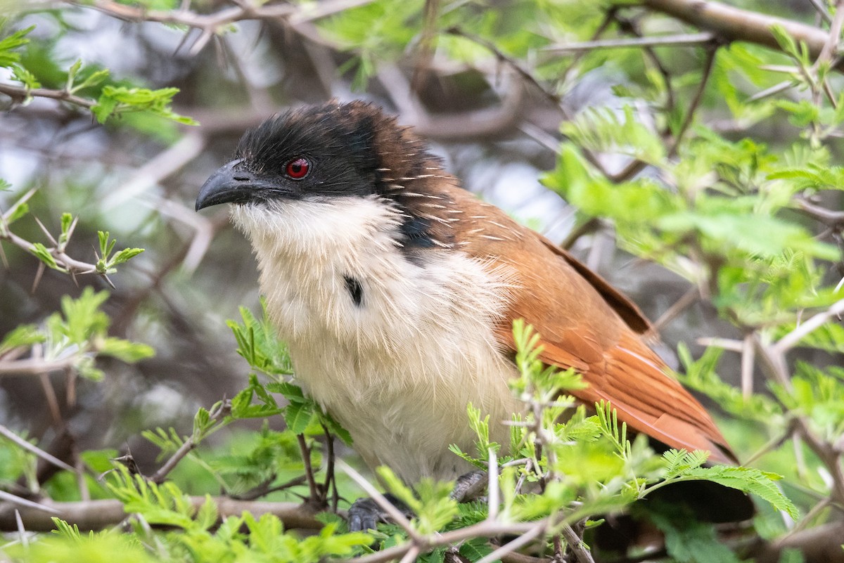 White-browed Coucal (Burchell's) - ML416664761