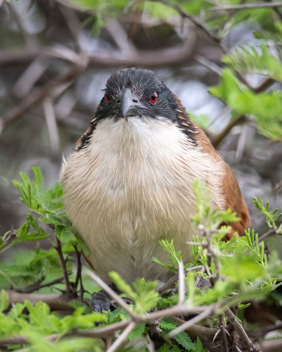White-browed Coucal (Burchell's) - ML416665341
