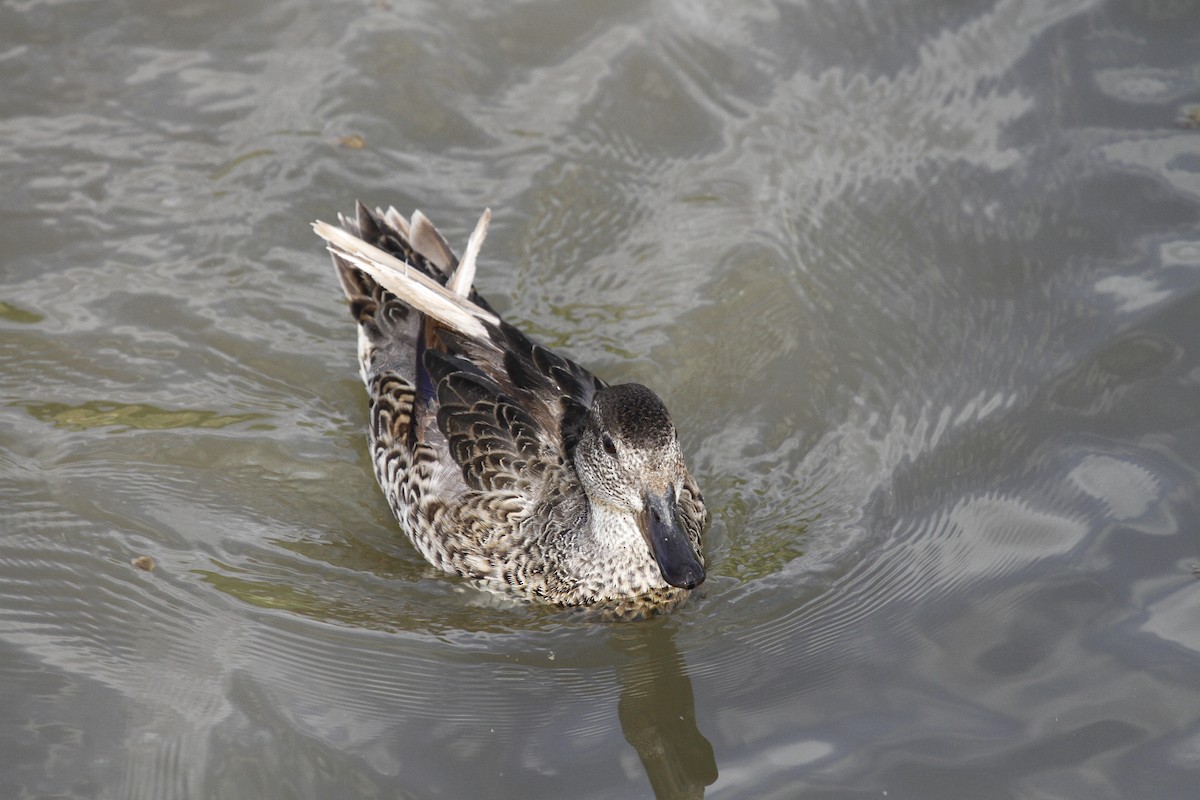 Green-winged Teal - ML41666591