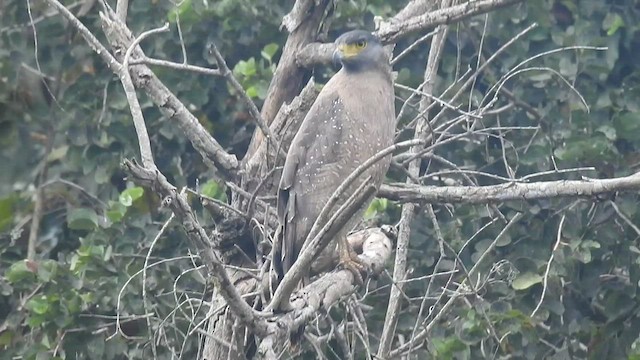 Crested Serpent-Eagle - ML416668341