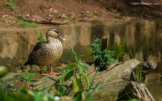 Indian Spot-billed Duck, ML416669131