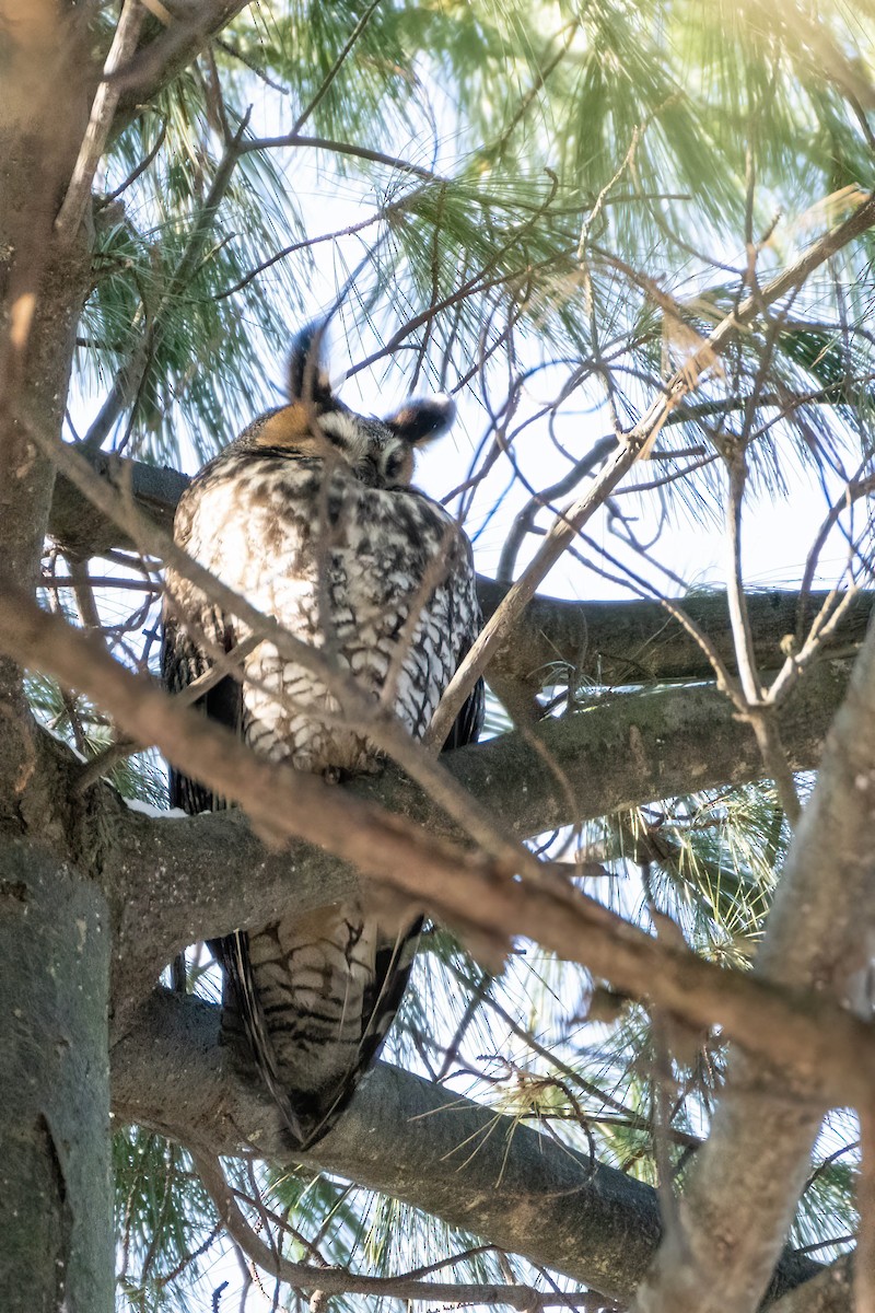 Ml416683751 long eared owl macaulay library