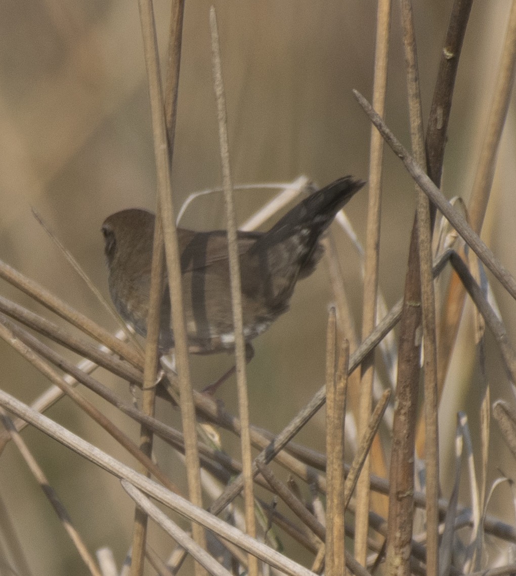 Spotted Bush Warbler - ML416684931