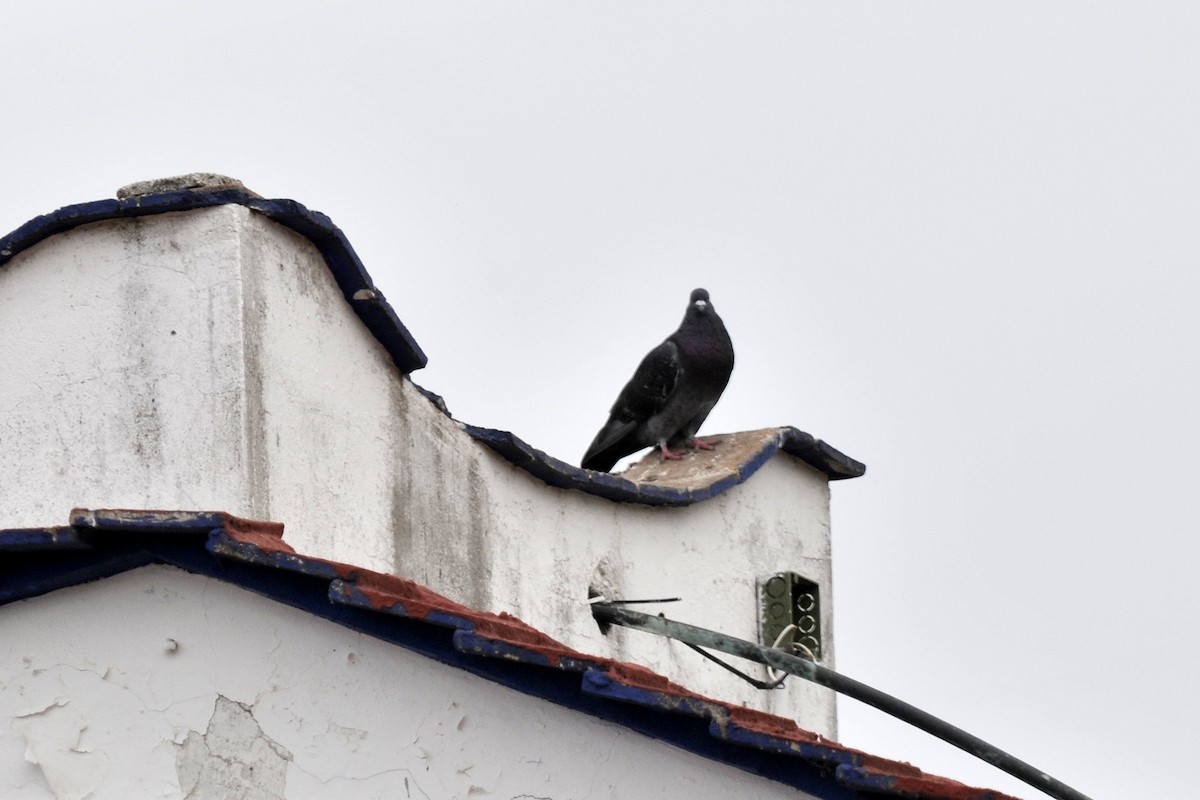 Rock Pigeon (Feral Pigeon) - John Doty