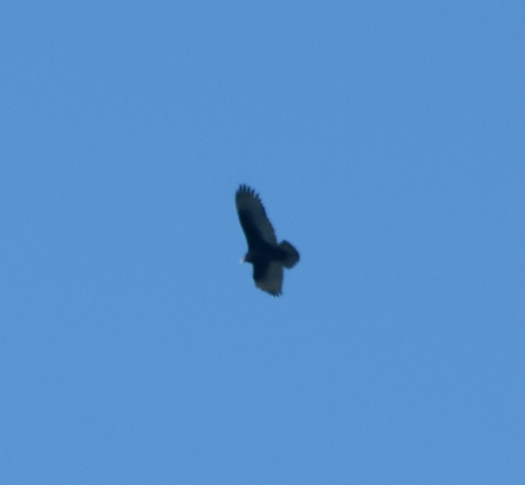 Turkey Vulture (Northern) - ML416693141