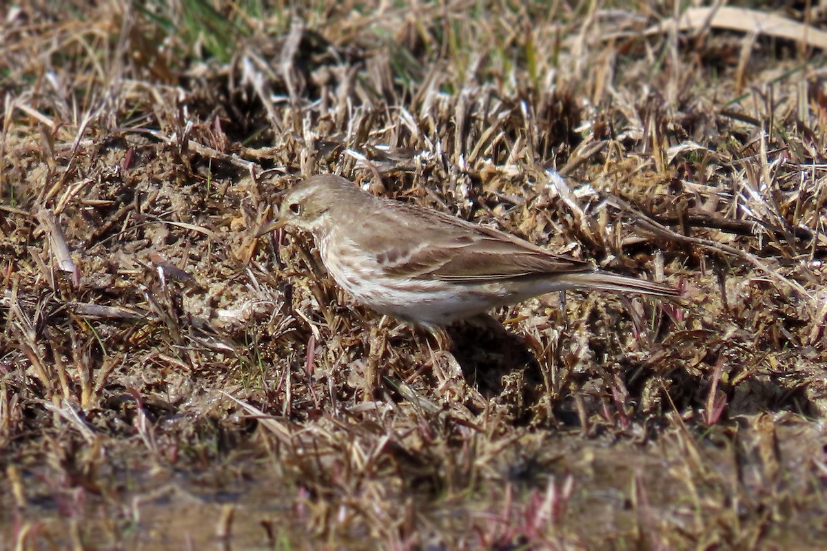 Water Pipit - ML416693791