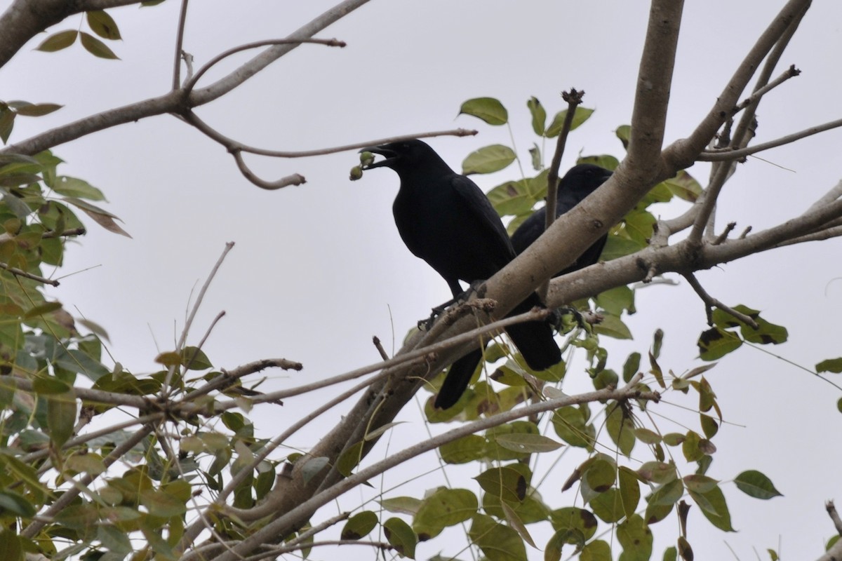 Sinaloa Crow - John Doty