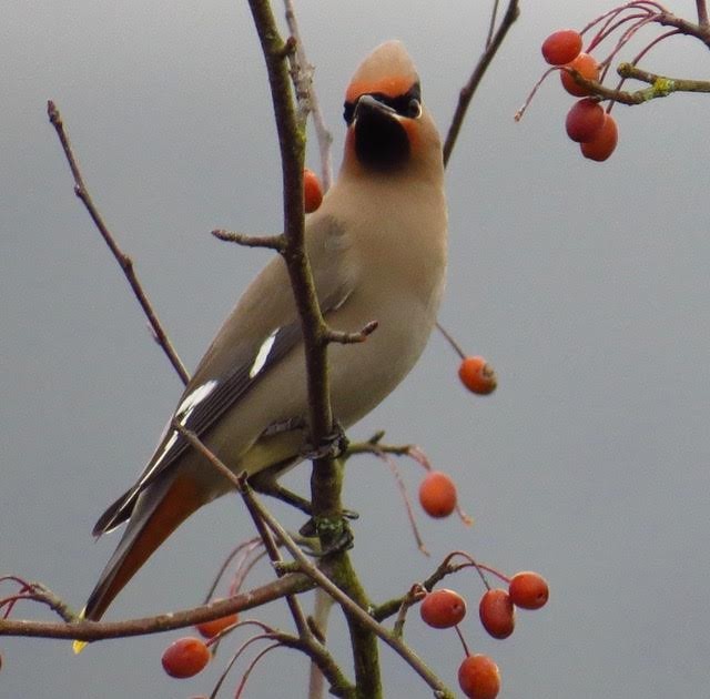 Bohemian Waxwing - Hilary Maguire