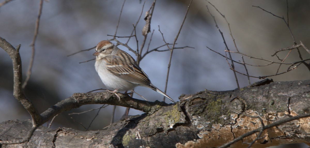 Chipping Sparrow - David Hamilton