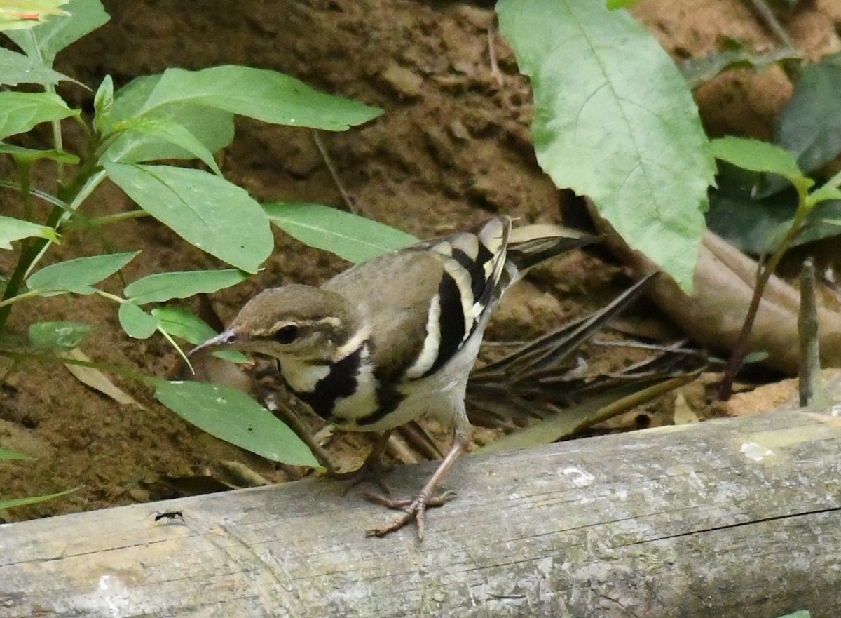 Forest Wagtail - ML416715531
