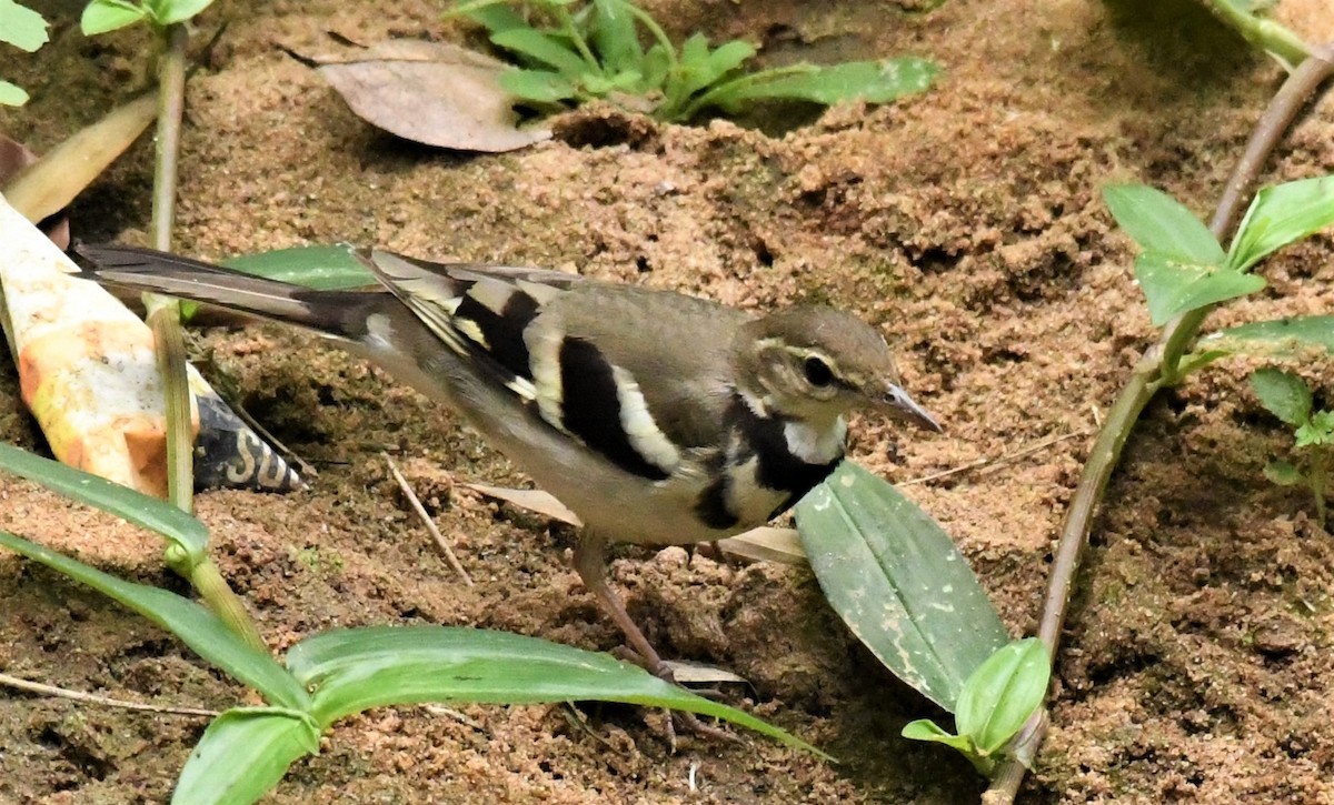 Forest Wagtail - ML416715581