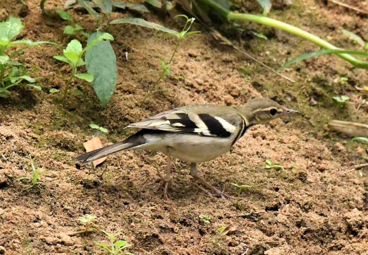 Forest Wagtail - ML416715621