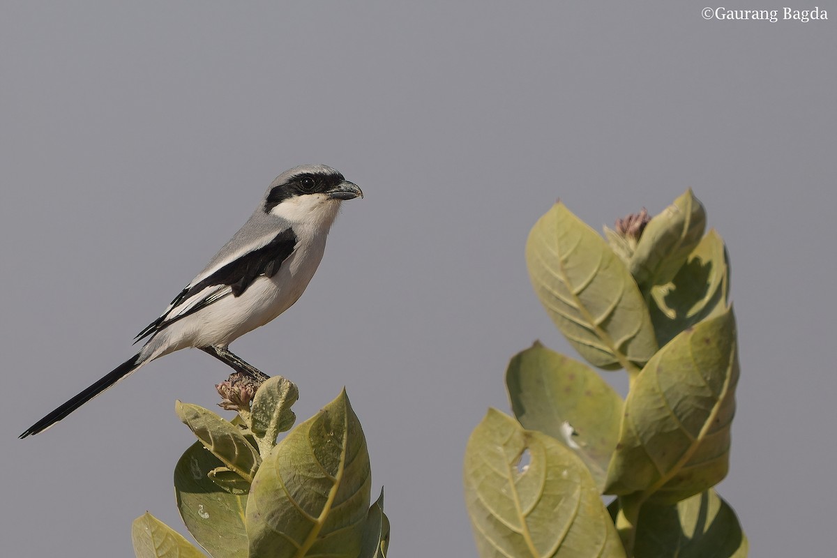 Great Gray Shrike - Gaurang Bagda