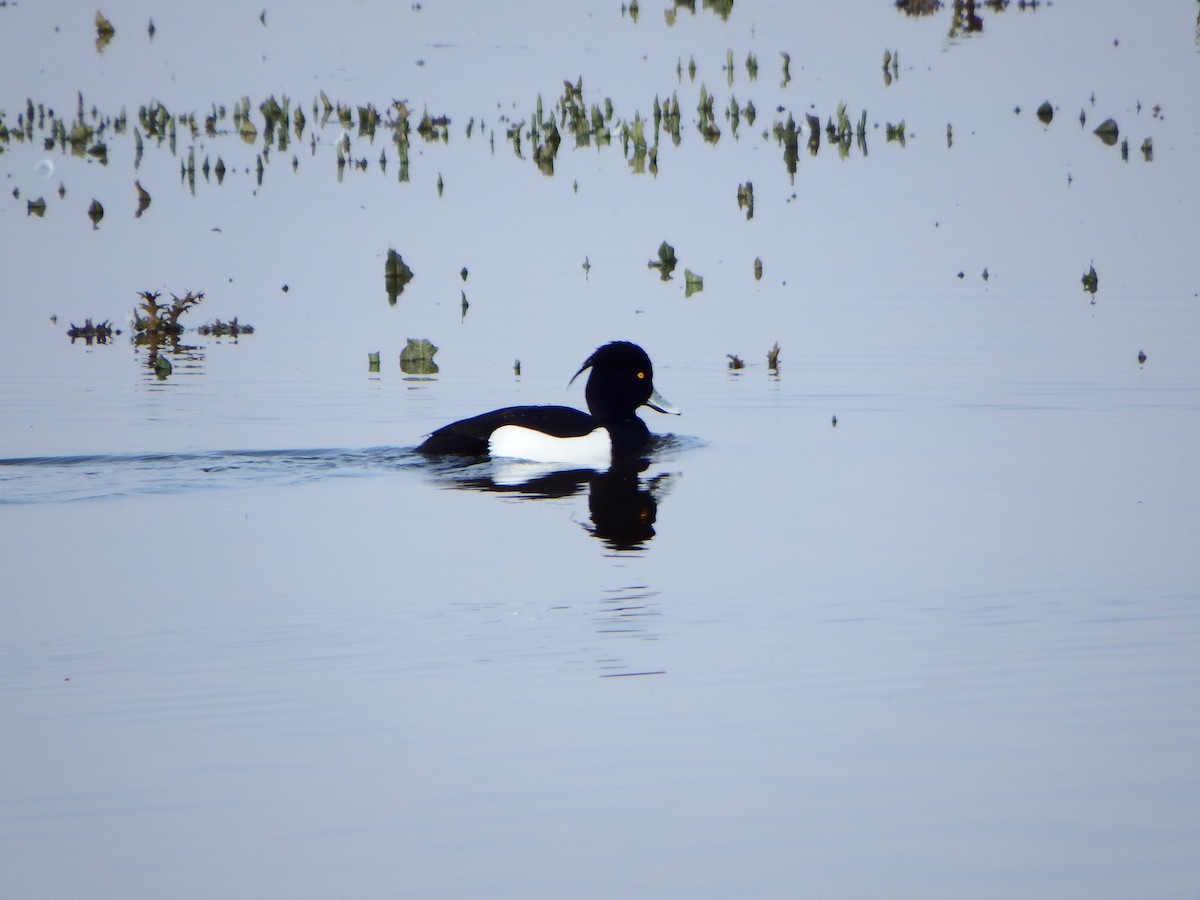 Tufted Duck - ML41672181