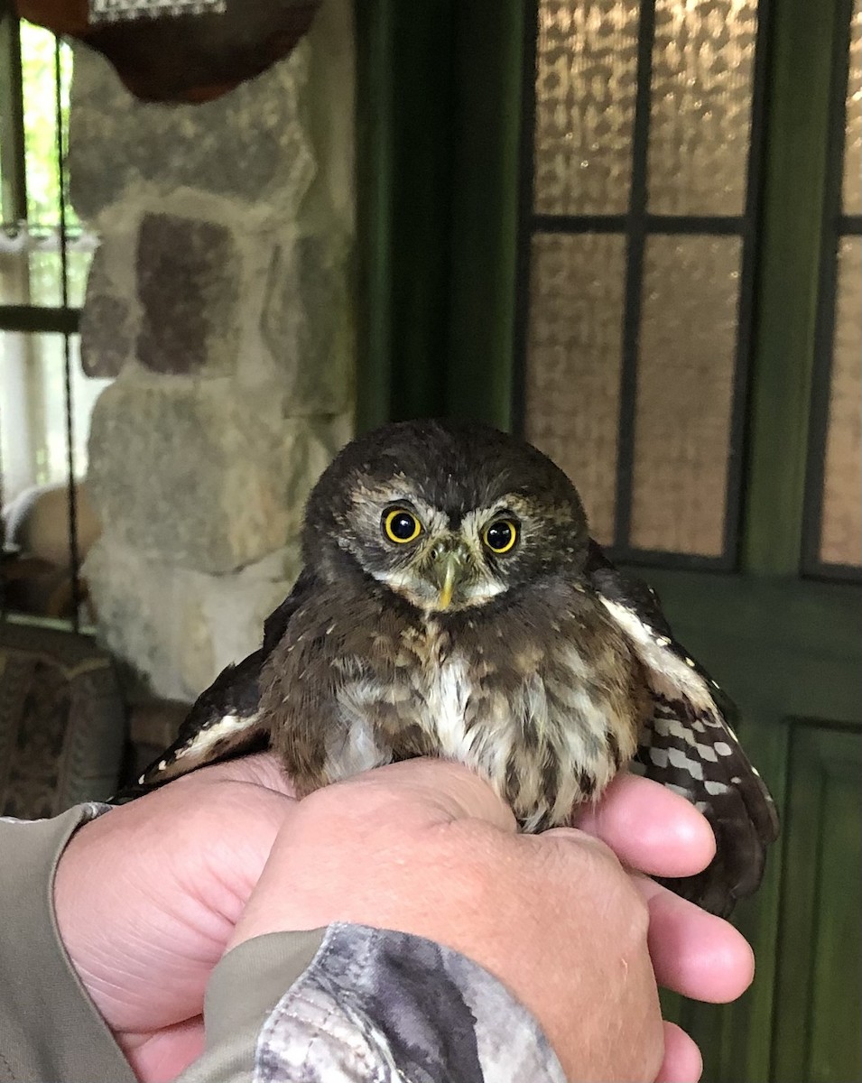 Andean Pygmy-Owl - Kris Bisgard