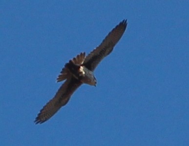 Prairie Falcon - sam hough