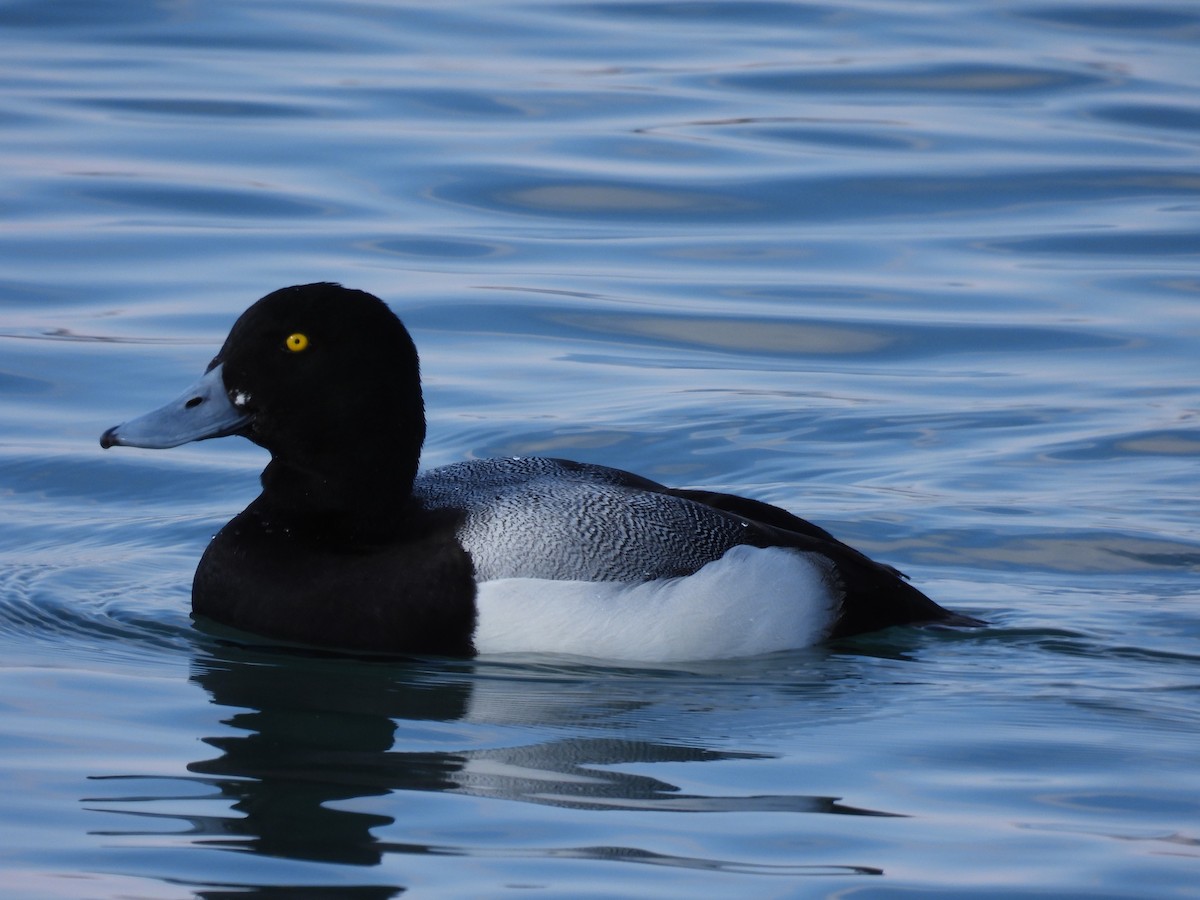 Greater Scaup - ML416736311