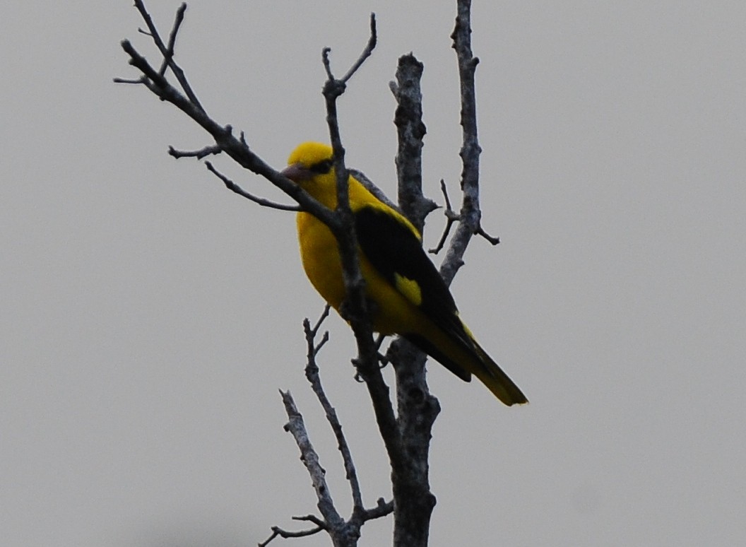 Indian Golden Oriole - ML416742131
