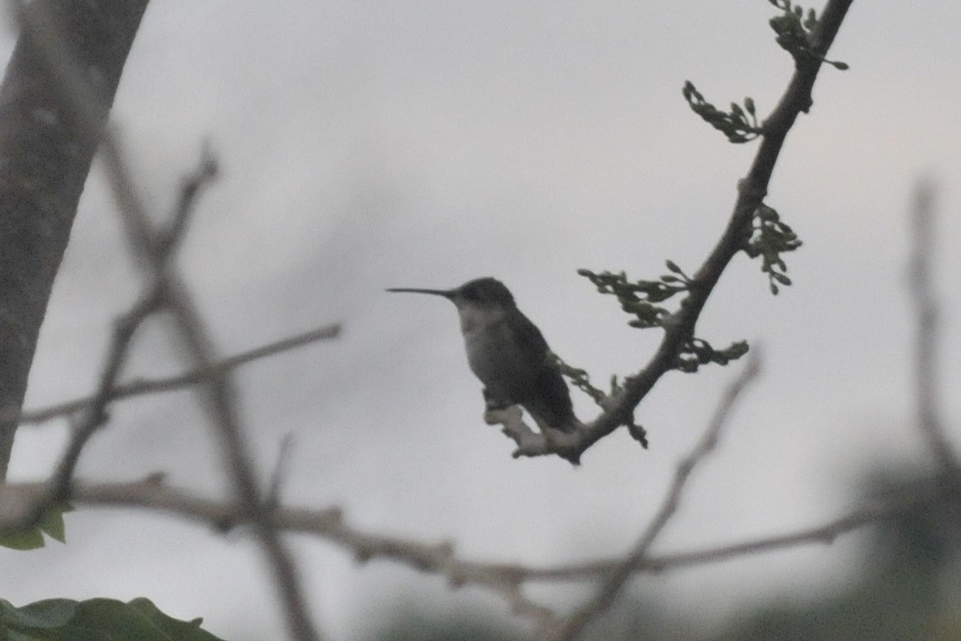 Black-chinned Hummingbird - ML41674601
