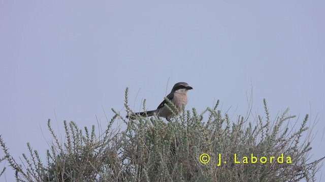 Iberian Gray Shrike - ML416747341