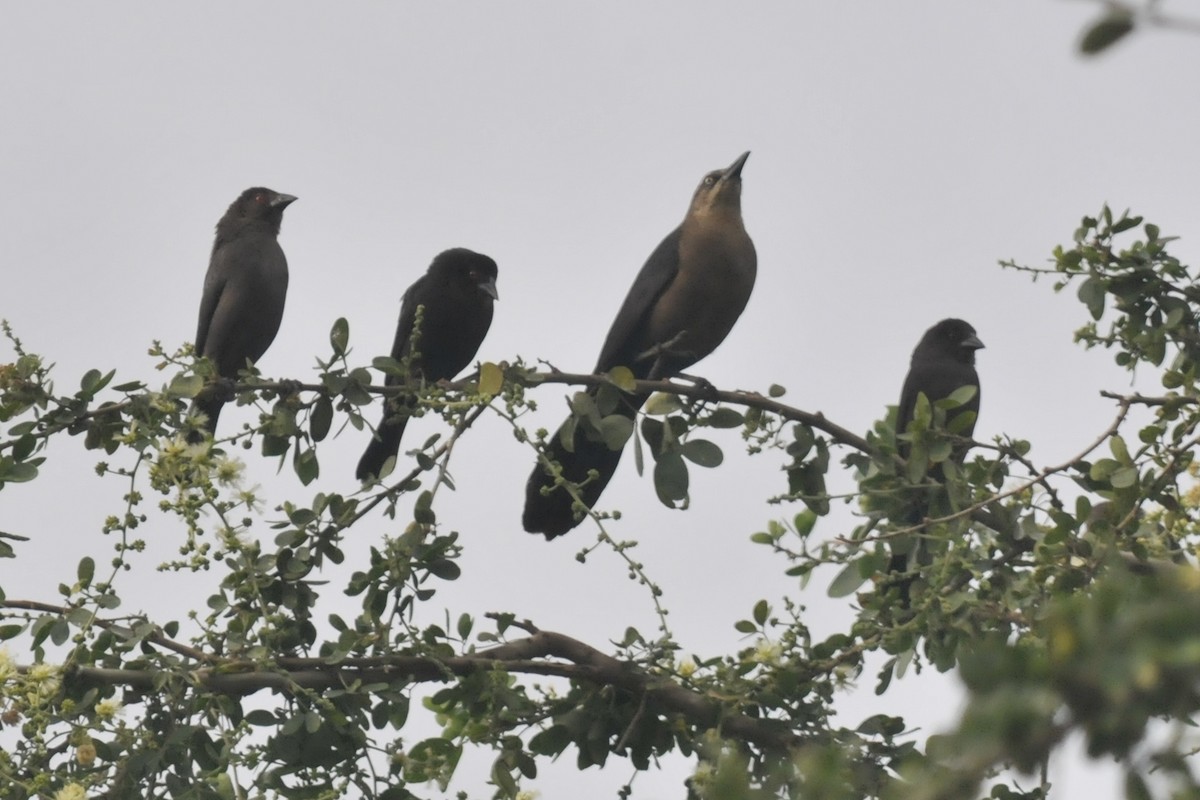Great-tailed Grackle - ML41674971