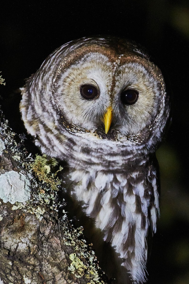 Cinereous Owl - ML416749841