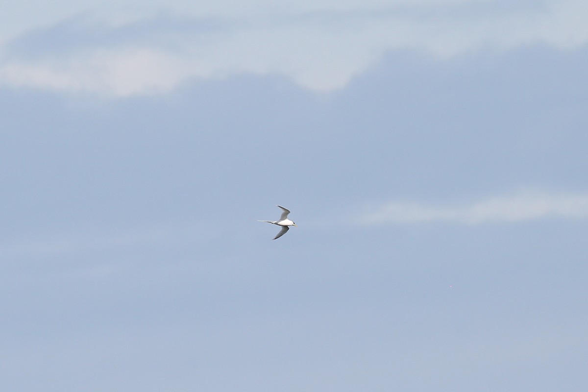 White-tailed Tropicbird - ML416753761