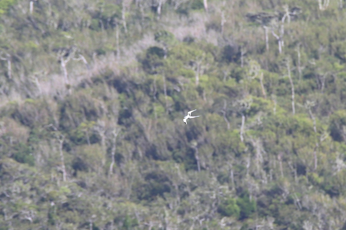 White-tailed Tropicbird - ML416753781