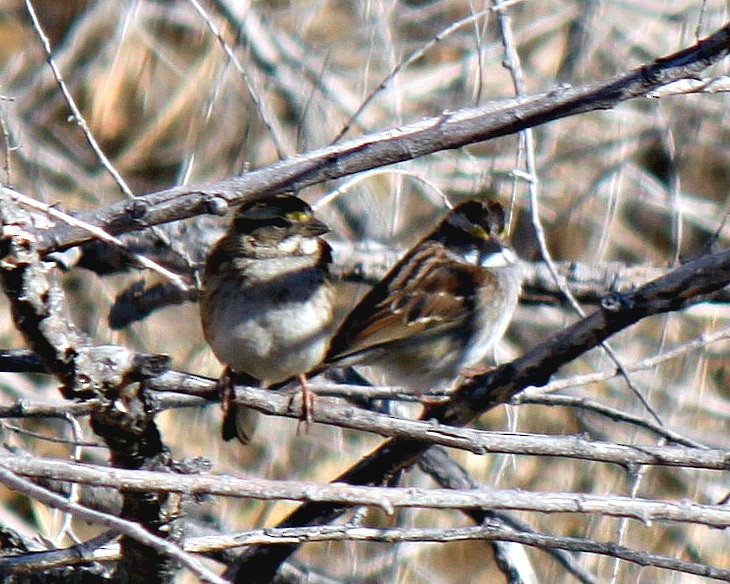 White-throated Sparrow - ML41675431