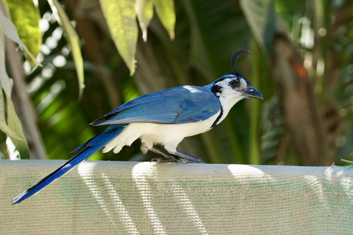 White-throated Magpie-Jay - ML416756671