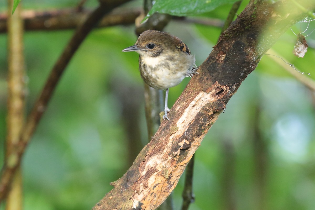 Spotted Antbird - ML416757221
